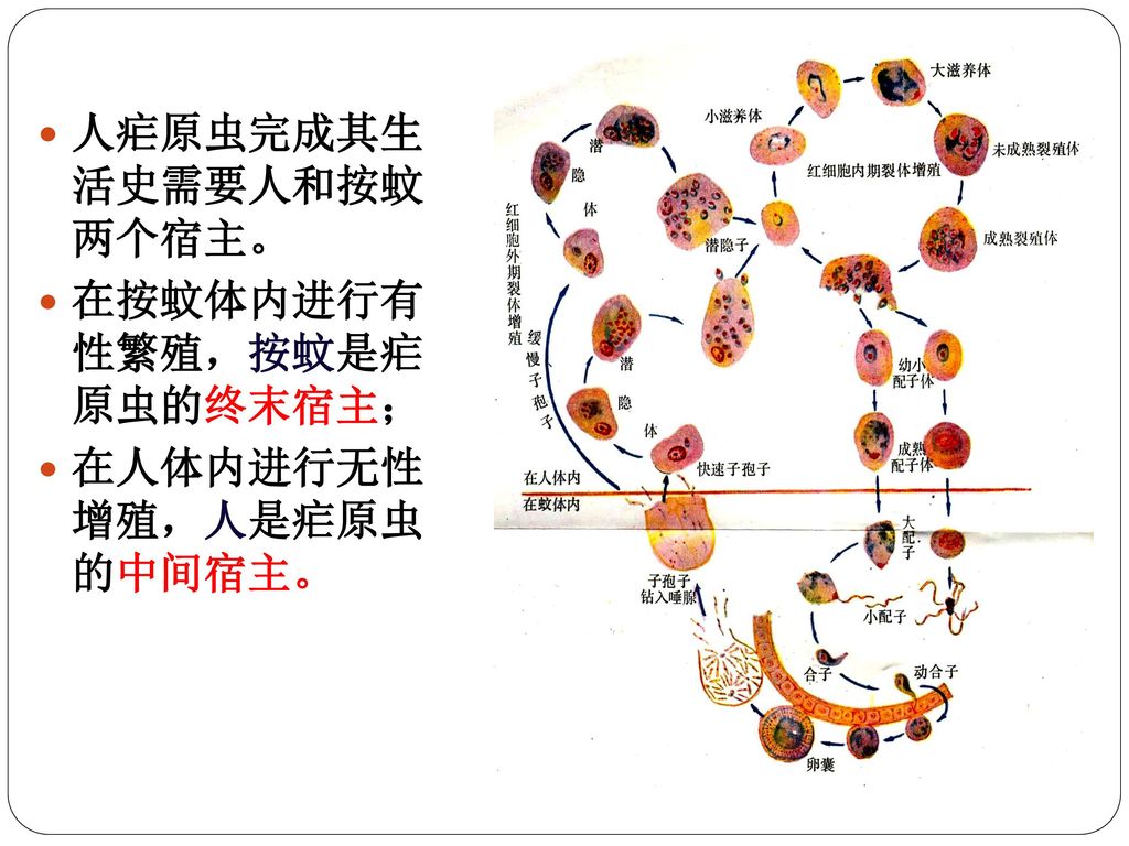 3 疟原虫生活史 疟原虫是疟疾